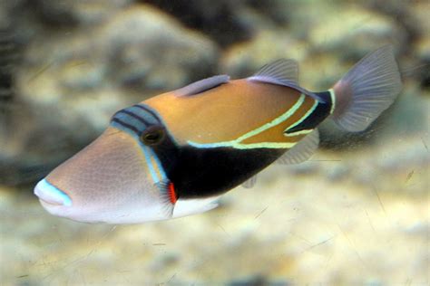 hawaii national fish|Hawaii’s Humuhumunukunukuapua’a .